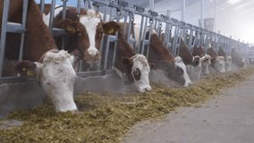 This stock video shows a farm breeding Simmental breed of cows. This video will decorate your projects related to animal husbandry, cattle breeding.