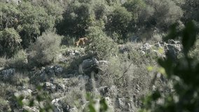 A handheld telephoto 4K video clip, of a brown wild cow, grazing on the other side of a wadi, full of green bush. the camera is held behind green branches, that add a blurred unfocused 3D feeling.
