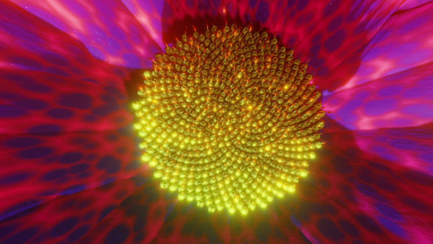 Download Distortion Stretch Transitions - aedownload.com