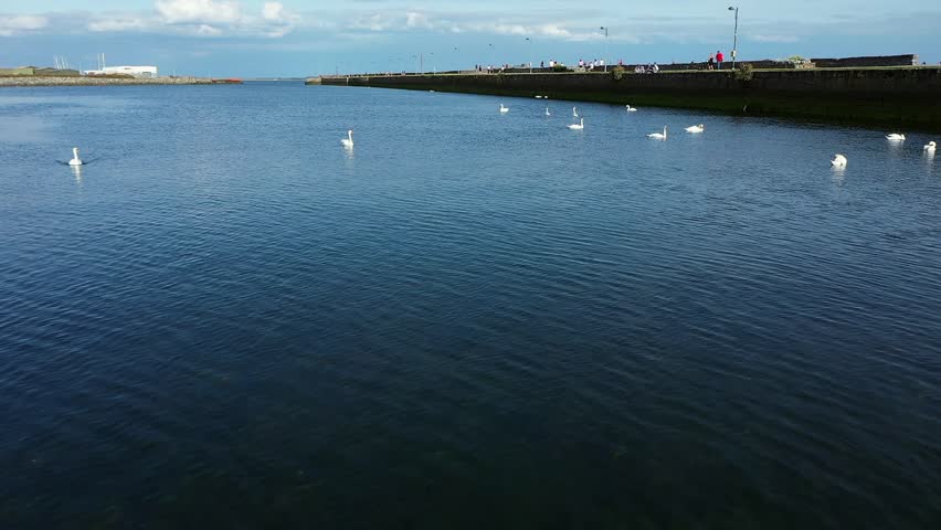 Serene panning of swans swimming gracefully with Nimmo