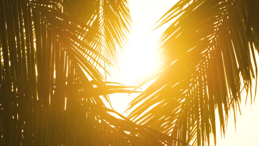 Close up sunset through leaves palm tree. Morning sun nature summer background. coconut leaf swaying wind sunrise. Naturally lit scenes golden hour evening. Los Angeles, United States Royalty-Free Stock Footage #1101084849