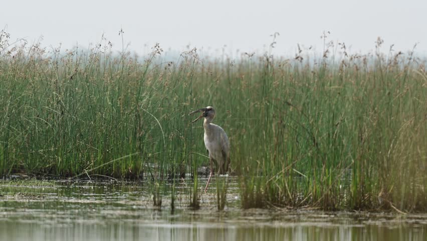 Migratory bird Asian openbill stork  wandering arount the shallaw marsh lake at the bird sanctuary in the winter foggy backlit morning