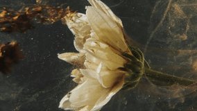 Vertical video. Water flower. Ink splash. Floral art. Golden brown color sparkling glitter fluid vapor shot motion on white daisy petals on dark background. - Powered by Shutterstock - Get 15% off with code: PIKWIZARD15