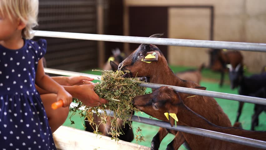Mom with a little girl feed hay to goats in a paddock on a farm