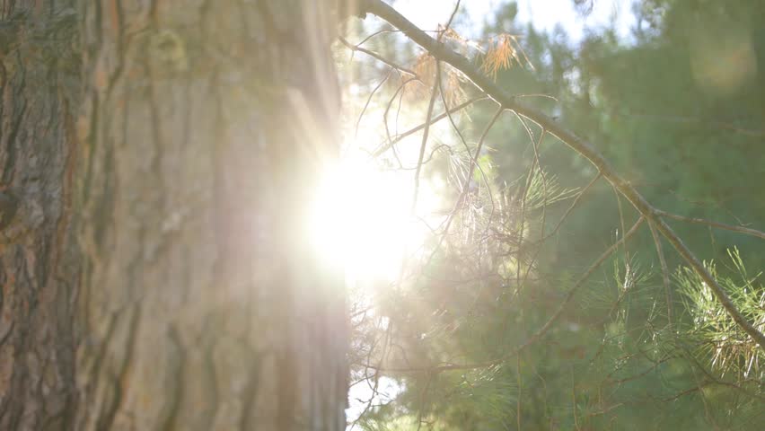 Sun Light Shine Through Tree Close Up