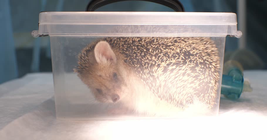 An African hedgehog sits in an oxygen chamber where anesthesia is administered A hedgehog is being prepared for surgery in a surgery veterinary clinic. The hedgehog falls asleep under gas anesthesia.
