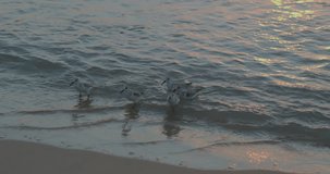 Birds run on the water on the beach in Thailand