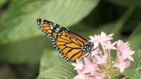 Monarch butterfly (Danaus plexippus) closeup on flower, 4K ultra high definition 