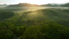 A drone is flying over a lush green forest landscape early in the morning on a sunny day in southern Thailand. Nature video high quality 4k ProRes 422