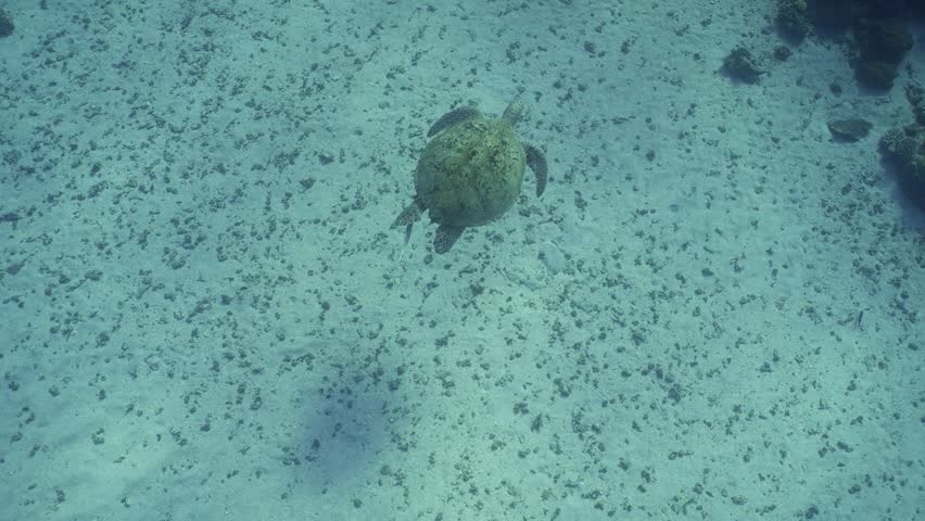 Top view of Sea Turtle swim above sandy bottom, Slow motion. Wide-angle underewater shot of Great Green Sea Turtle (Chelonia mydas) floats over seabed covered with sand approaching the coral reef  | Shutterstock HD Video #1101109095
