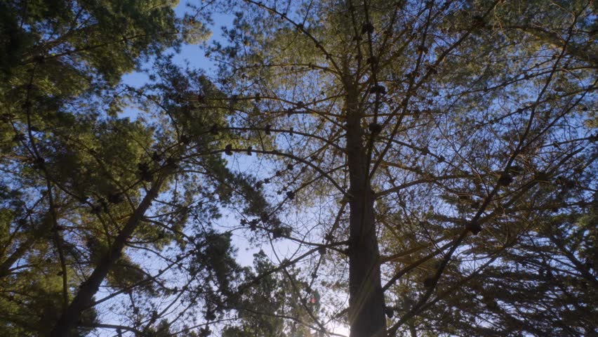 pine tree flakes in daylight, sunny, the sky is blue