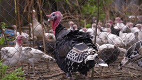 household. growing poultry meat for food. restaurants, cafes, shawarma. delicious juicy turkey meat for the festive table. white chicken meat for sports nutrition. protein. protein