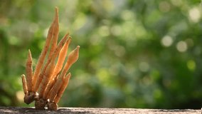 Chinese ginger or galingale rhizome on nature background.