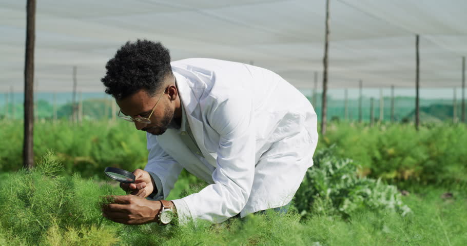 Greenhouse, magnifying glass and scientist for plant development, agriculture enviroment innovation and analysis. Science, eco friendly farming inspection and studying ecology research in nursery