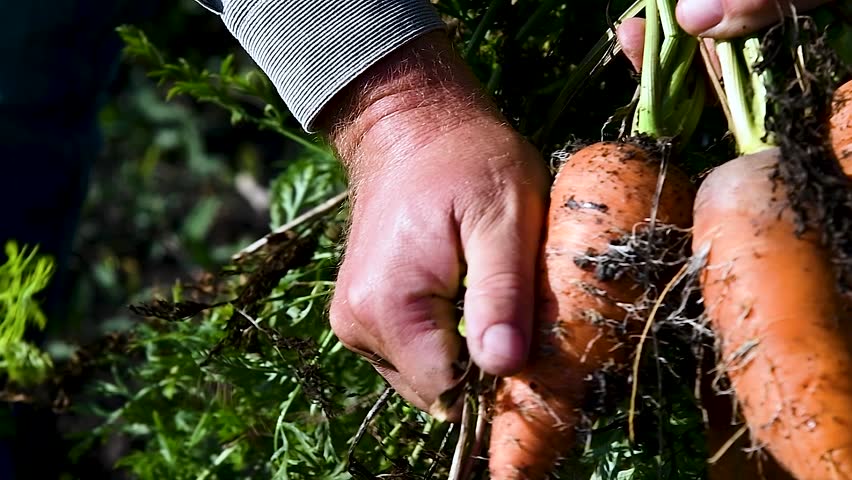 Growing carrots in the field in the open ground. Carrots grow in the field. Agricultural industry | Shutterstock HD Video #1101117739