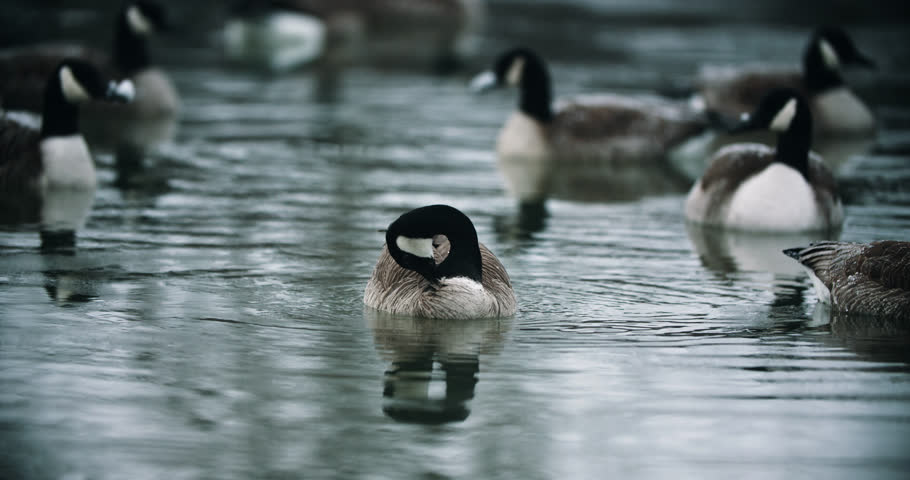 Group of Wild Canadian Geese Preening in Cold Lake Water. Waterfowl Goose Self Cleaning in Pond River Slow Motion Swimming Close Up Bird Migration 4K