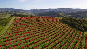 Lompoc, california - circa 2023 - excellent aerial footage of a vineyard in lompoc, california.