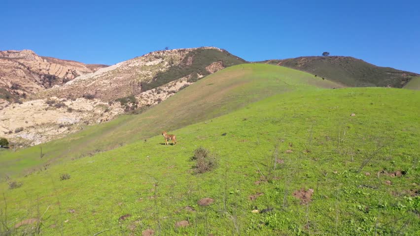 Gaviota, california - circa 2023 - excellent aerial footage approaching a coyote on a green hillside in gaviota, california.