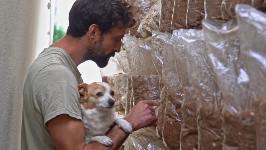 Young man holding a small dog and checking lion mane mushrooms on the outdoor mushroom farm.