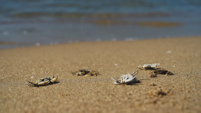 Dead crabs near the sea. Ecological catastrophy. | Shutterstock HD Video #1101131469