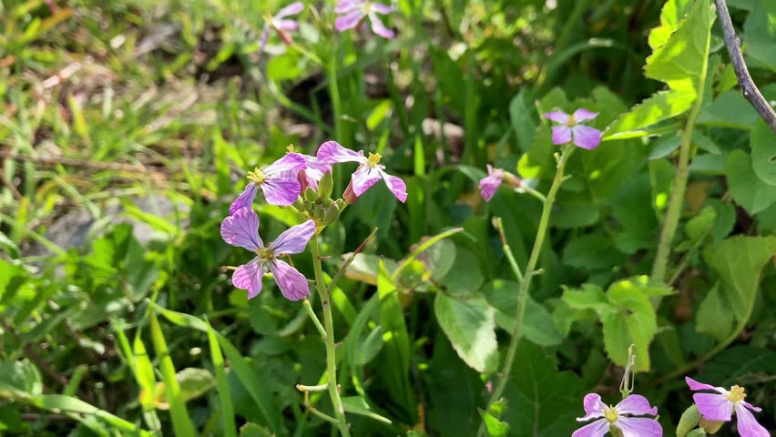 Wild flowers growing on levee of sacramento river in spring 