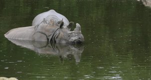 Indian Rhinoceros, rhinoceros unicornis, Adults standing in Water, Real Time 4K