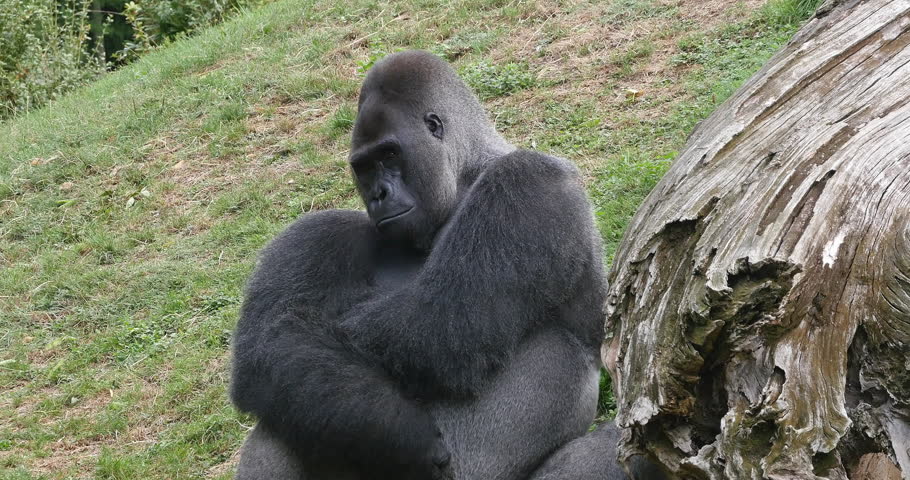 Eastern Lowland Gorilla, gorilla gorilla graueri, Silverback Male, Real Time 4K Royalty-Free Stock Footage #1101138029