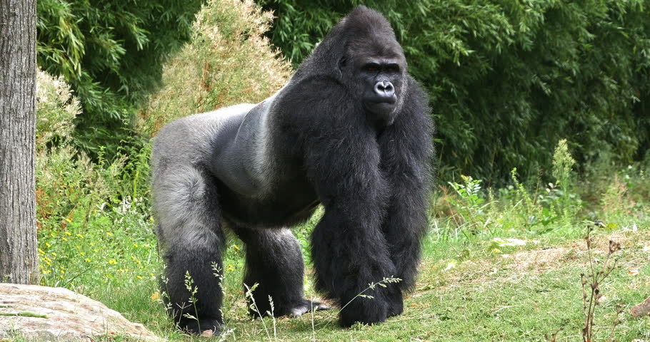 Eastern Lowland Gorilla, gorilla gorilla graueri, Silverback Male, Real Time 4K Royalty-Free Stock Footage #1101138035