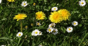 Daisies, Bellis perennis, and Flowers of Common Dandelion, taraxacum officinale, Normandy in France, Real Time 4K