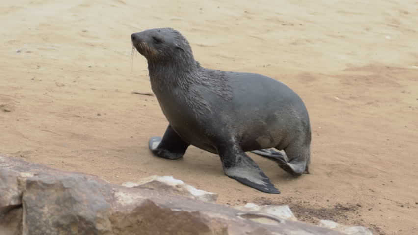 Colony of fur seal lies on the sandy beach. Skeleton coast in Namibia, Cape cross. Wild animals at coastline. Cloudy day. Sea lions.