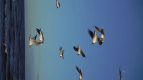 Vertical video. The seagulls are flying. White birds on the sea, flying against the wind, hovering in the air on the beach.