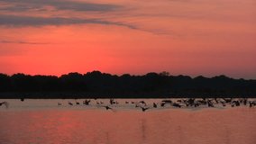 Lake Sunrise. Birds Fly off of Water Towards Camera.