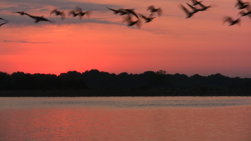 Lake Sunrise. Birds Fly off of Water Towards Camera.
