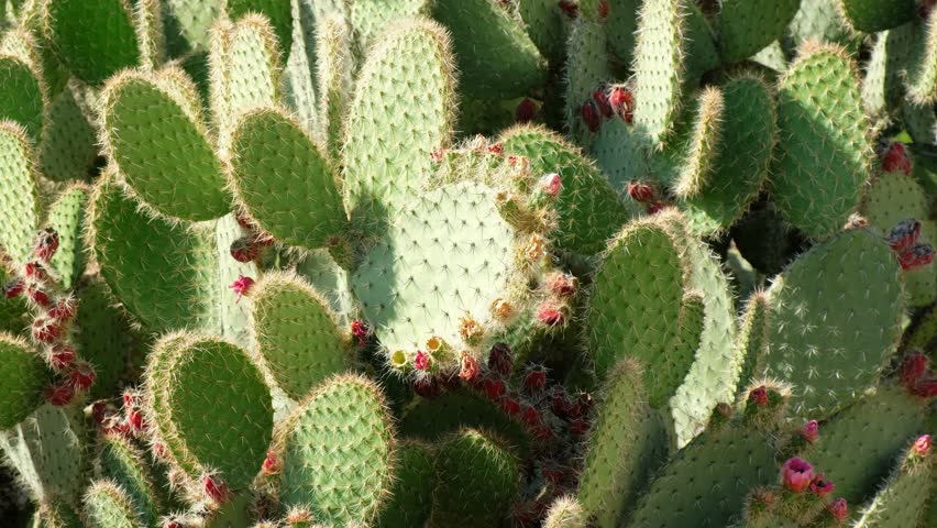 Video of flowering prickly pear or pear cactus covered with ripening pink fruits. Crete