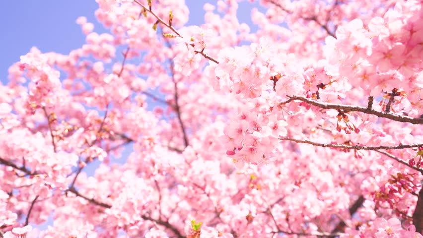 Kawazu Cherry Blossoms in Full Bloom in Japan Royalty-Free Stock Footage #1101155699