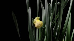 Time lapse footage of blooming yellow narcissus daffodil (Narcissus pseudonarciss) trumpet narcissus flower isolated on black background, from bud to full blossom, 4k video.