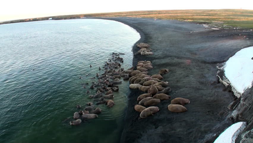 Group of walruses relax near water on shore of Arctic Ocean in Svalbard. Wildlife. Dangerous animals in Nordic badlands. Unique footage on background natural landscape of Spitsbergen.