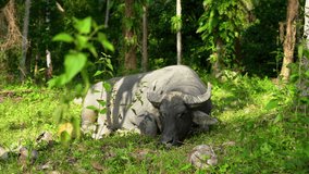 This stock video footage captures the grace and power of an Asian buffalo as it rests in the lush grasslands before rising to its feet. 