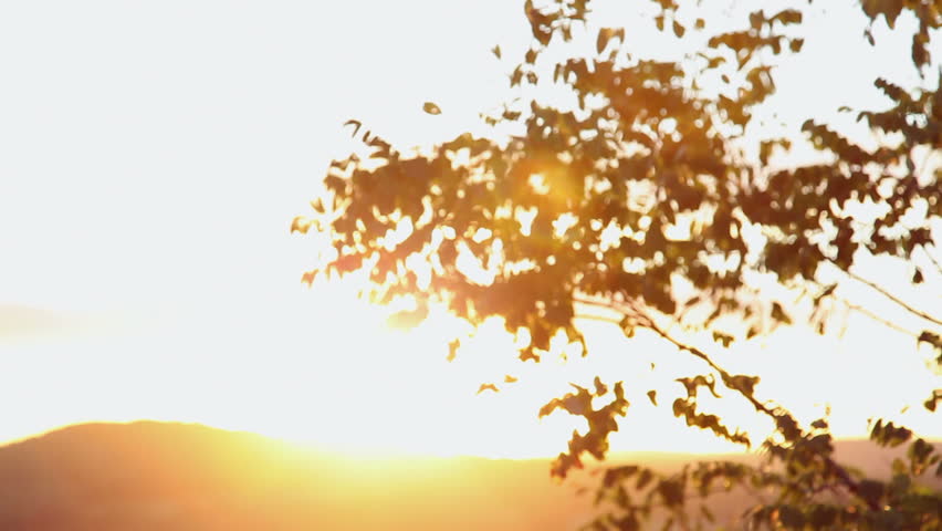 Golden leaves. Sun rising behind the branches.