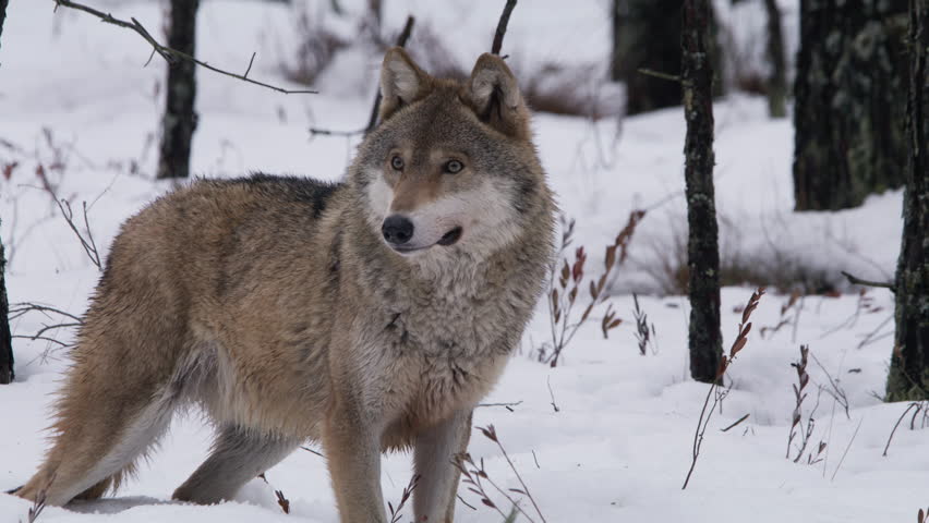 Wolf walking in winter forest | Shutterstock HD Video #1101163073