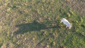 View top-down footage of meadow with cows cattle grazing grass showing their long shadows from sundown in grass field these cows are usually used for dairy production, video taken with a drone. High