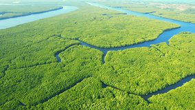 Flying over meandering river and dense mangrove forest with our drone footage in 4K, showcasing its ecological significance and scenic beauty. Nature concept. Stunning stock video
