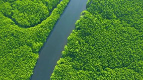 Flying over meandering river and dense mangrove forest with our drone footage in 4K, showcasing its ecological significance and scenic beauty. Nature concept. Stunning stock video
