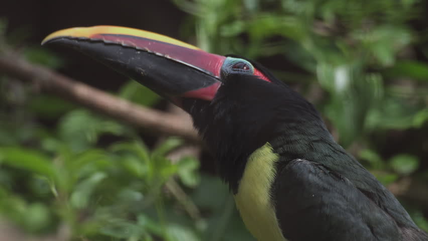 Green aracari is toucan, near-passerine bird. Pteroglossus viridis