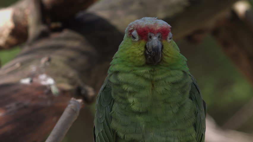 Red-crowned amazons. Amazona viridigenalis, also known as the red-crowned parrot, green-cheeked amazon or Mexican red-headed parrot.