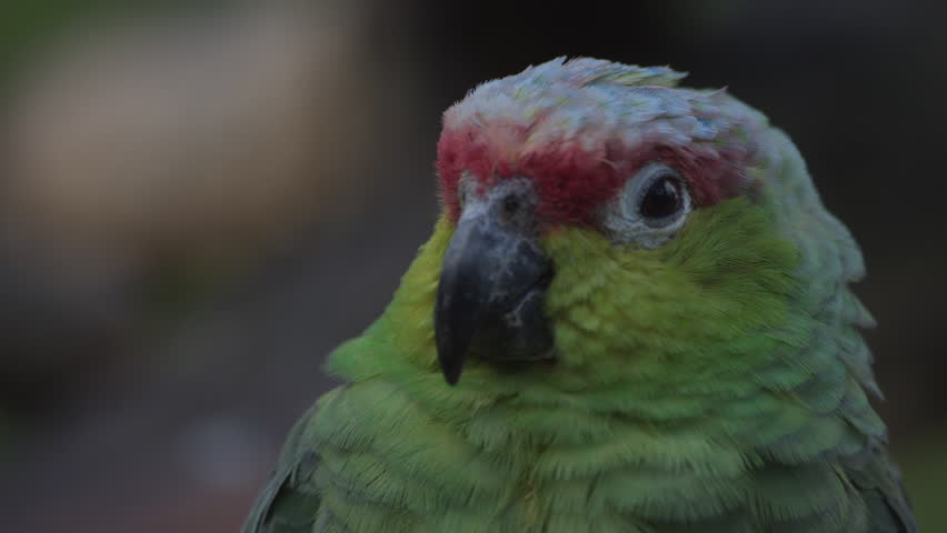 Red-crowned amazons. Amazona viridigenalis, also known as the red-crowned parrot, green-cheeked amazon or Mexican red-headed parrot.