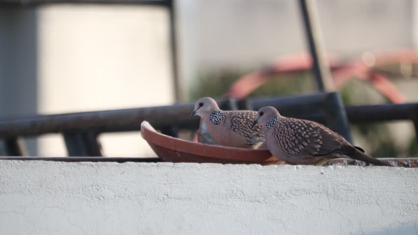 A couple of spotted-doves munching on grains.