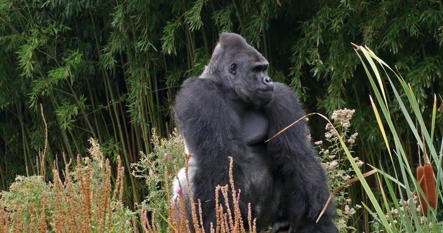 Eastern Lowland Gorilla, gorilla gorilla graueri, Silverback Male, Real Time 4K Royalty-Free Stock Footage #1101175261
