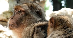 Barbary Macaque, macaca sylvana, Pair Grooming, Real Time 4K
