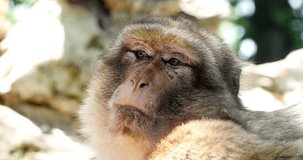 Barbary Macaque, macaca sylvana, Portrait of Adult, Real Time 4K